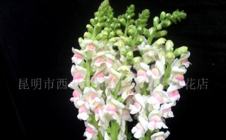 订阅式鲜花供应商 “花+”获7000万人民币A轮融资
