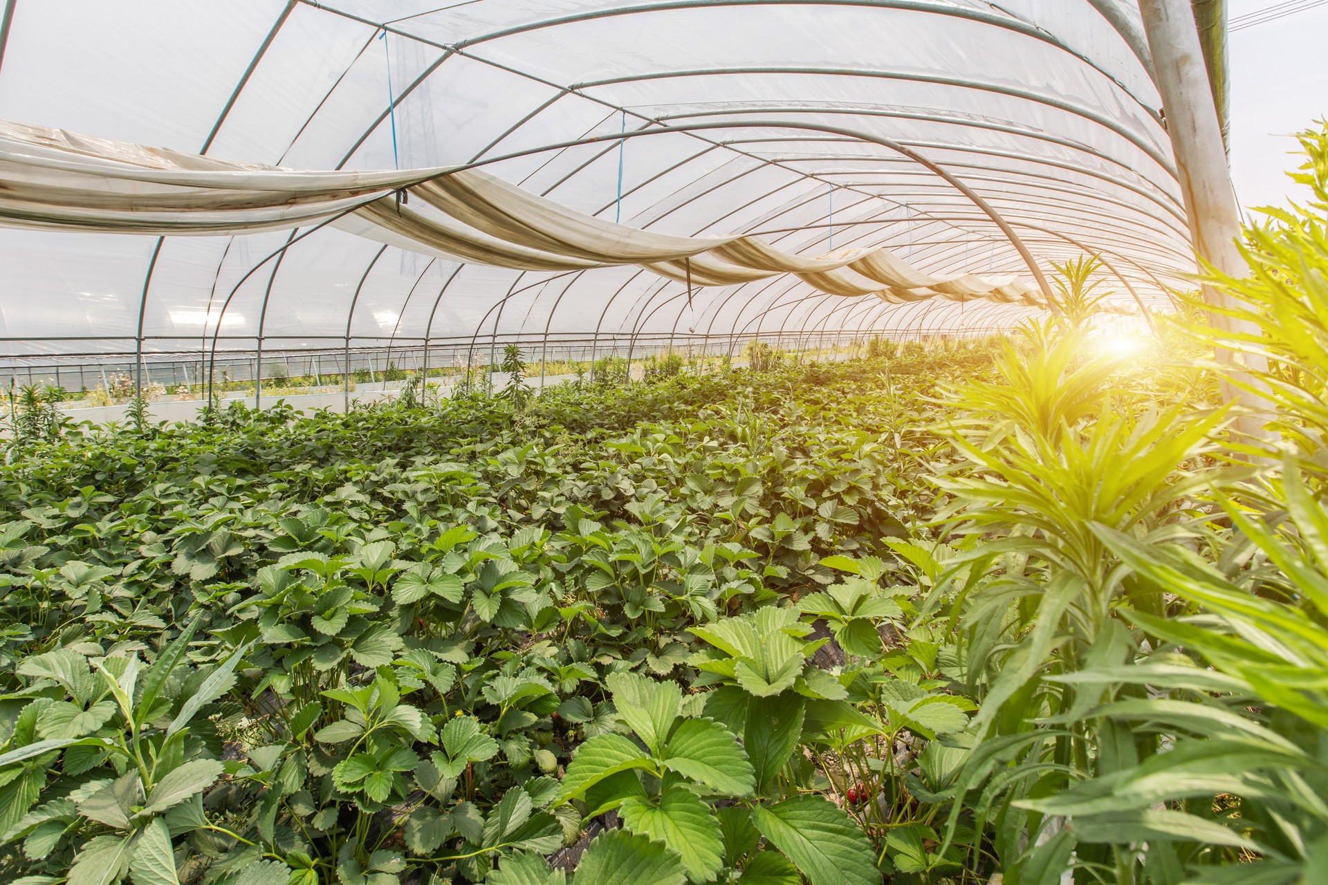 中国农业科学院植物保护研究所徐学农：将科研推向应用，农业创新的市场机会很大